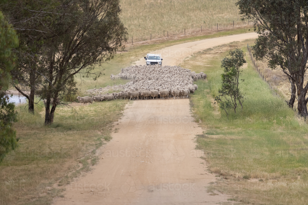 droving a mob of thirsty merino ewes with ute on a dirt road  in country - Australian Stock Image