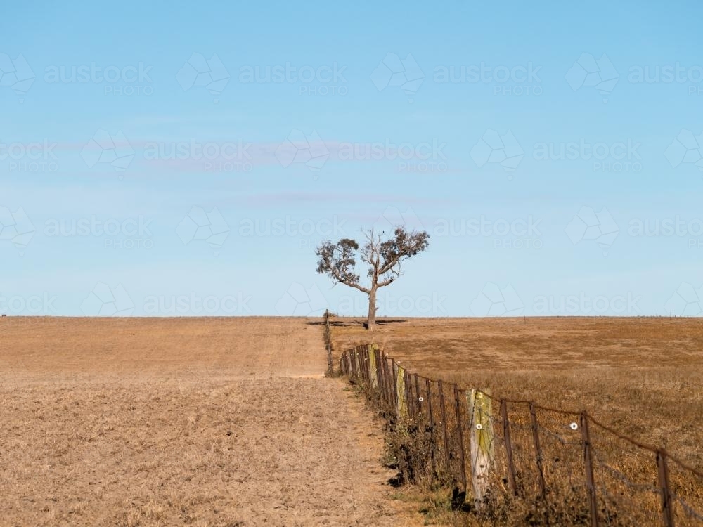 Dry brown ploughed paddock with fence and tree - Australian Stock Image