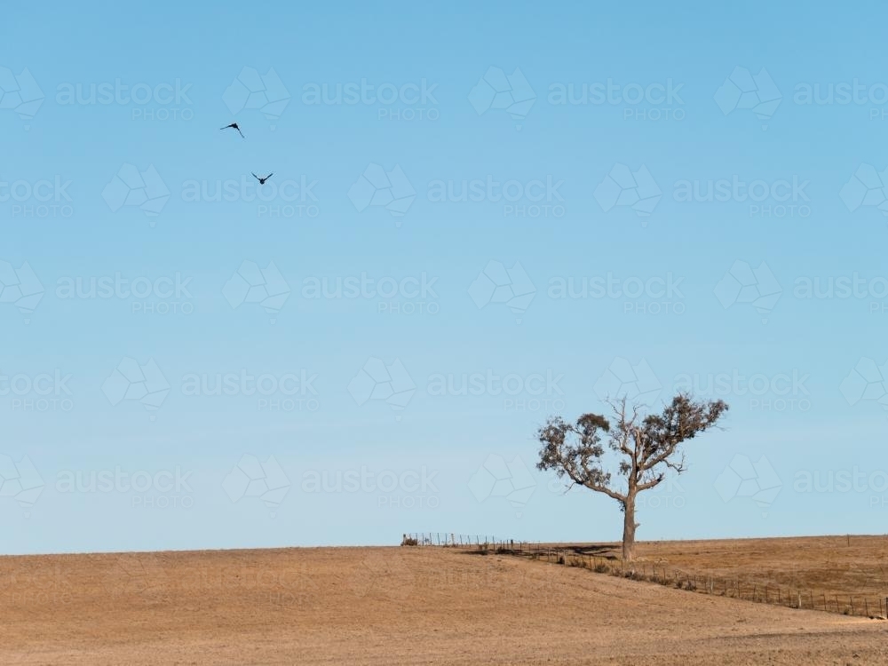 Dry brown ploughed paddock with fence, tree and two magpies flying over - Australian Stock Image