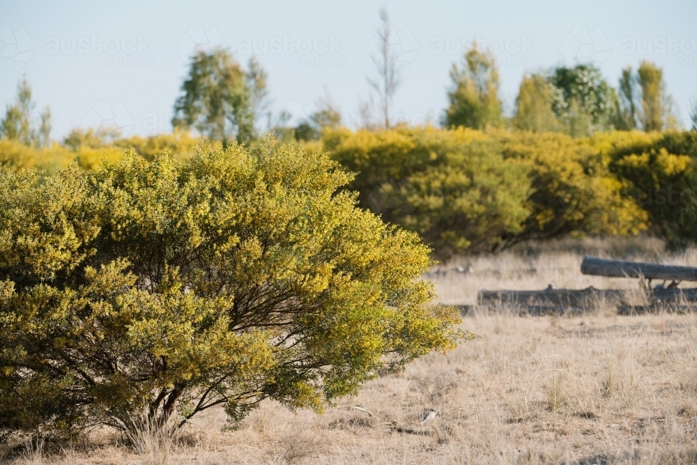 Dry bushland wattle shrub in bloom - Australian Stock Image