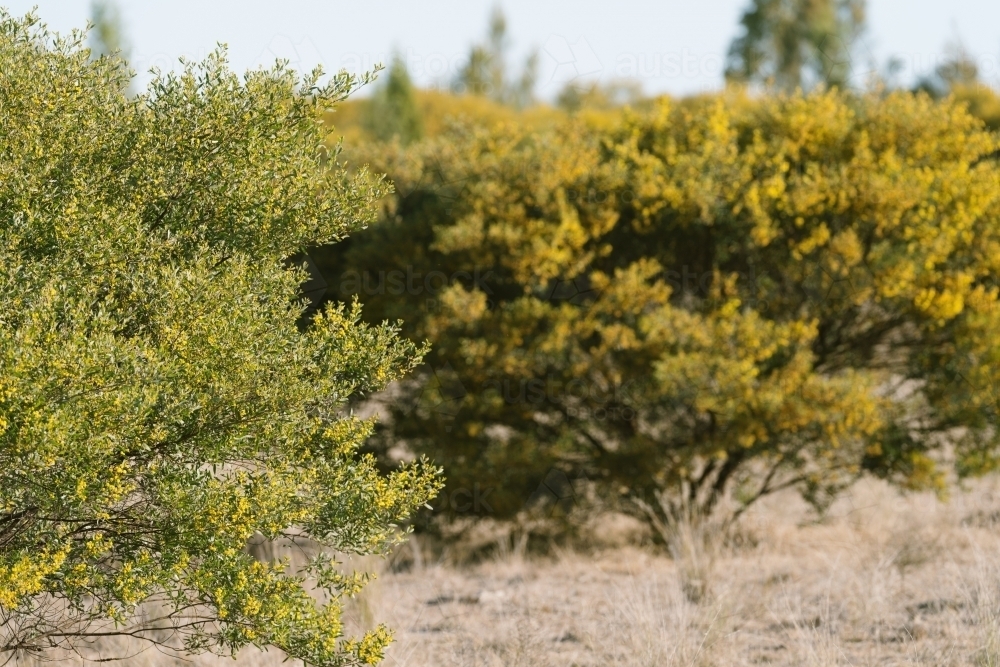 Image of Dry bushland wattle shrub in bloom Austockphoto