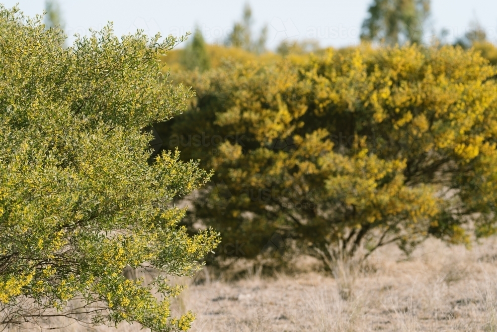 Dry bushland wattle shrub in bloom - Australian Stock Image