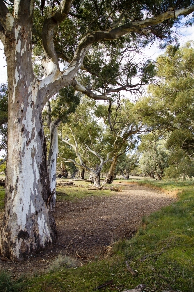 Dry creek lined with gum trees - Australian Stock Image