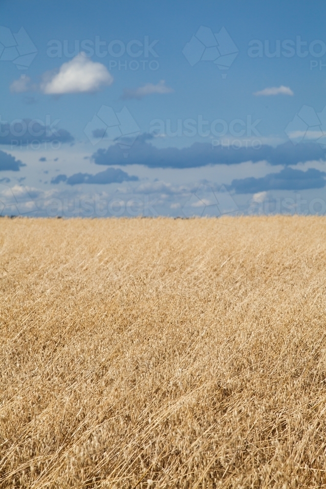 Dry crop paddock golden against storm cloud sky - Australian Stock Image