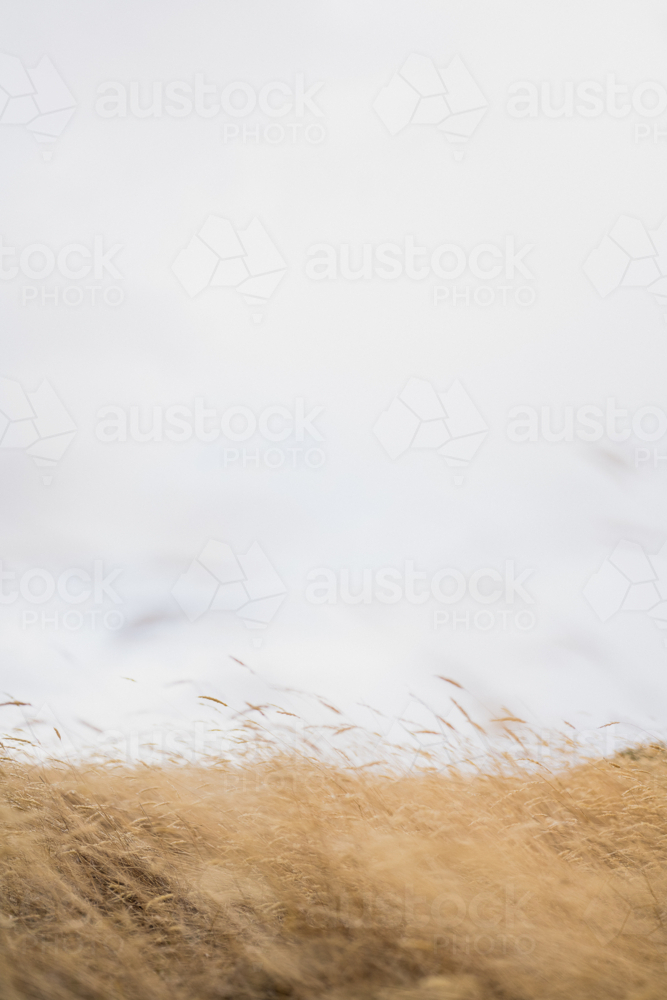 dry, golden-toned grass swaying in a field against a bright, cloudy sky - Australian Stock Image