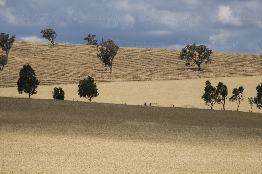 Dry grain crop stubble fields with horizon and scattered trees - Australian Stock Image