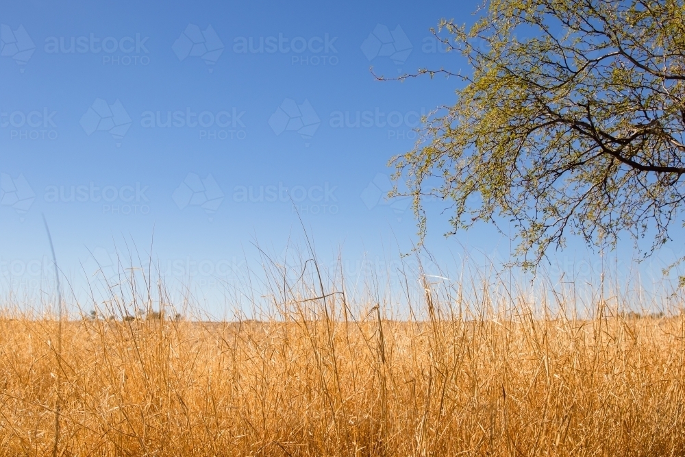 Dry grass in natural setting - Australian Stock Image