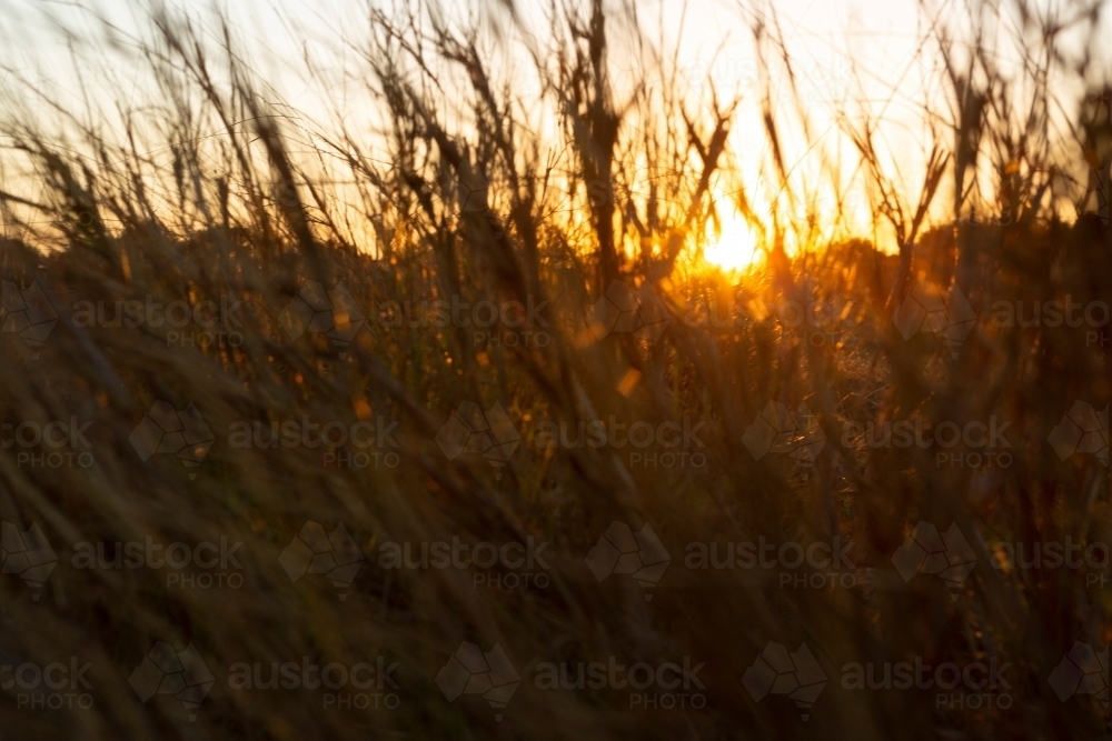 Dry grass lit by the setting sun - Australian Stock Image