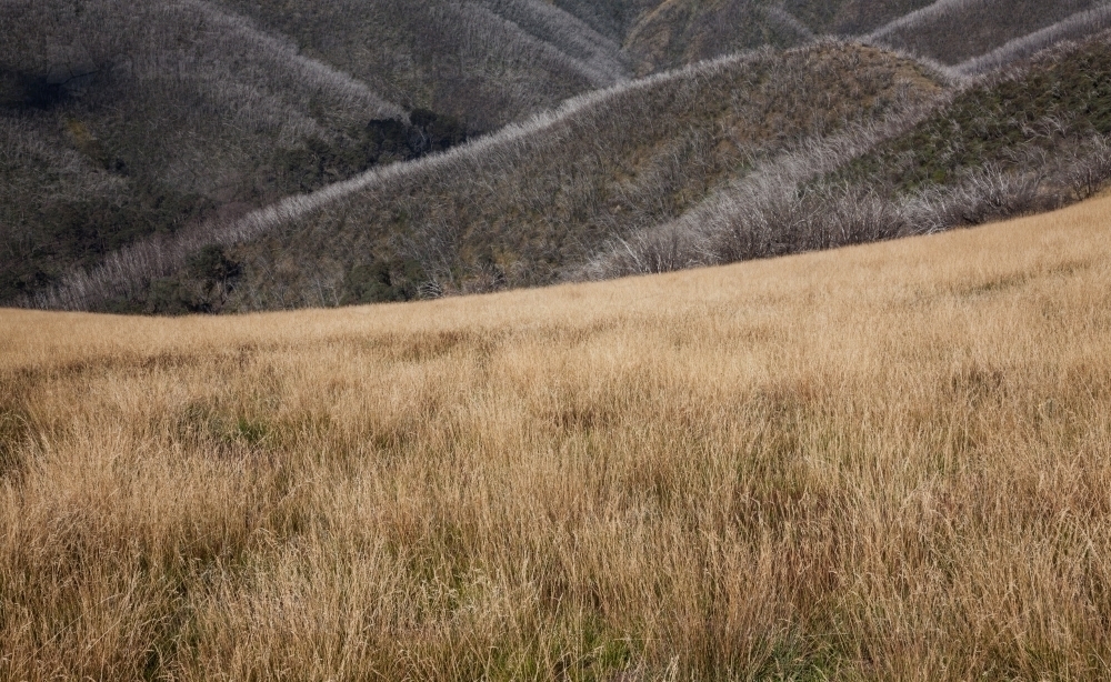 Dry grassland and burnt tree ridges in the mountains - Australian Stock Image