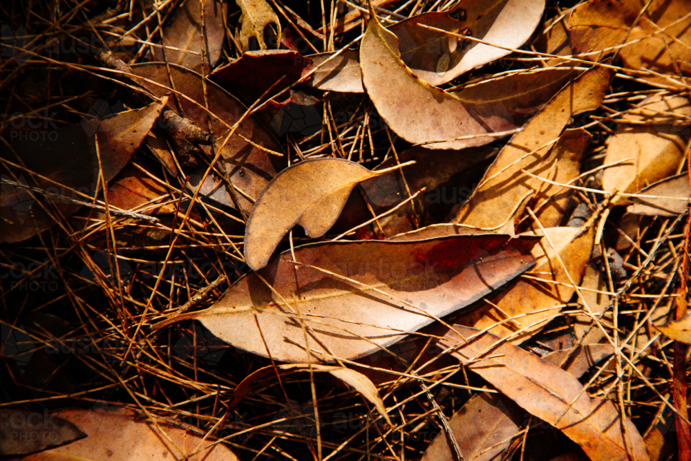 Dry gum leaves and pine needles on the forest floor - Australian Stock Image