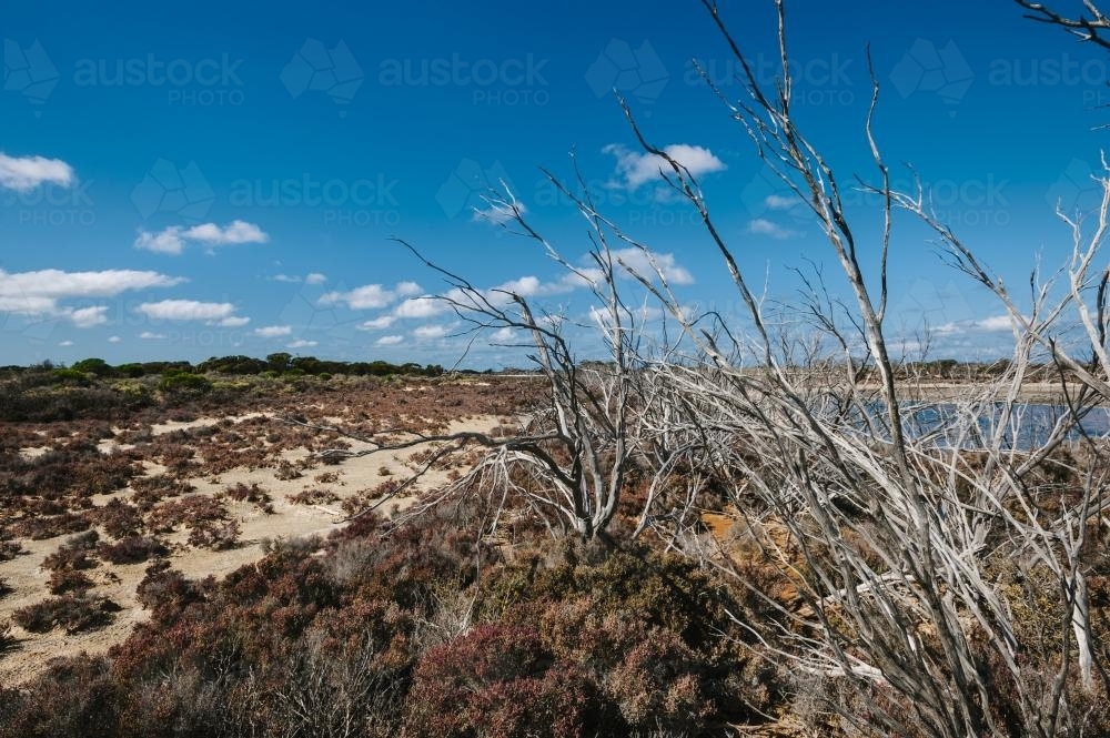 dry landscape of outback South Australia - Australian Stock Image