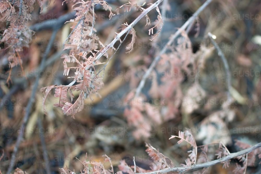 Dry leaves and twigs - Australian Stock Image