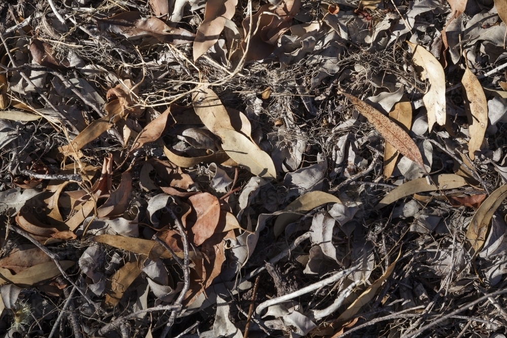 Dry leaves and twigs on the ground - Australian Stock Image