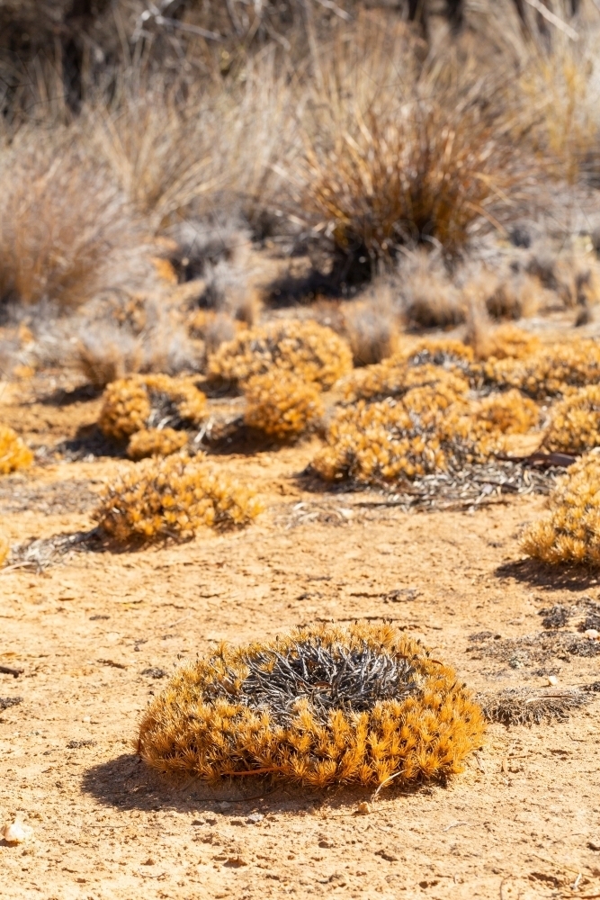 Dry native vegetation and wreath plants in dry earth - Australian Stock Image