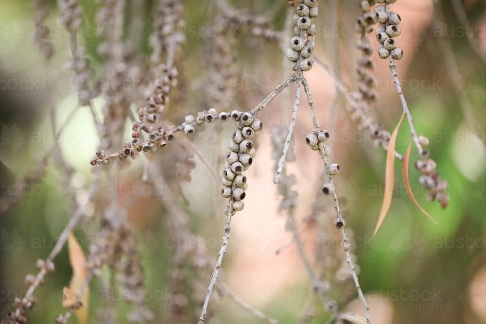 Dry nuts hanging from Australian native tree - Australian Stock Image