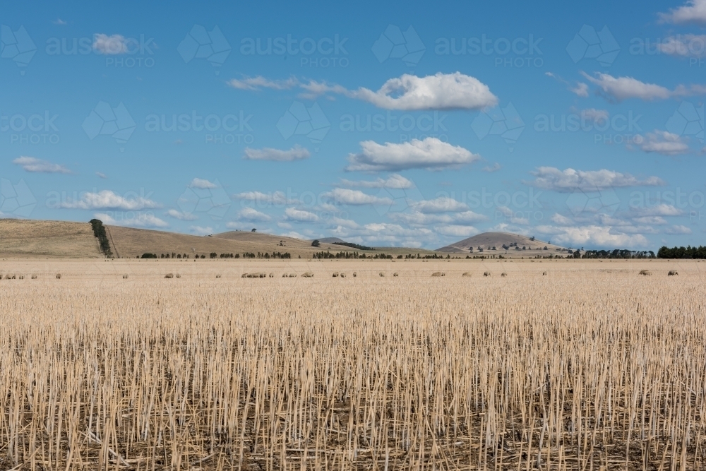 Dry paddock of stubble after harvest - Australian Stock Image