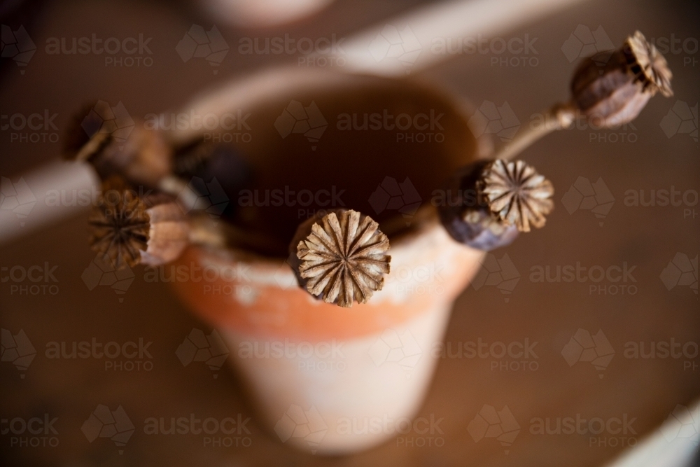 Dry poppy seed heads in terracotta pot - Australian Stock Image