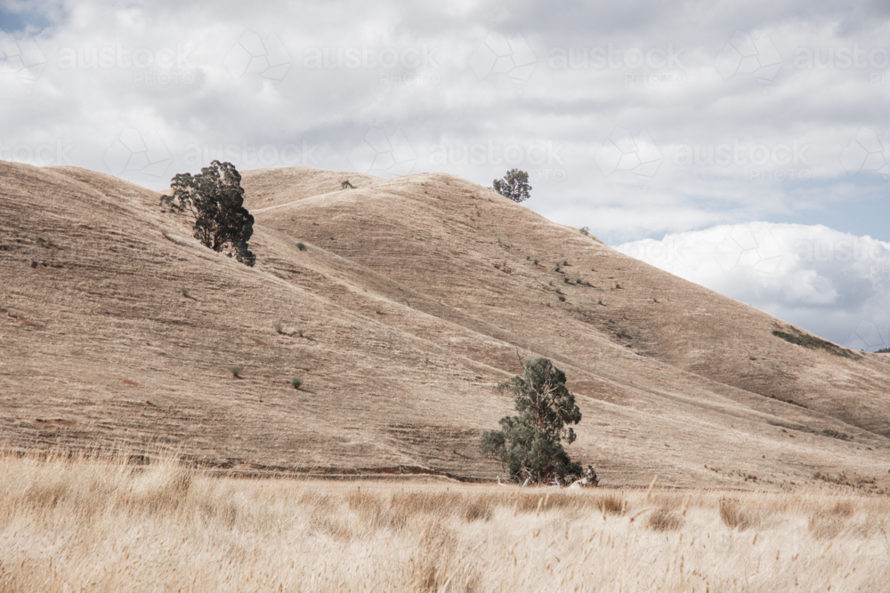 Dry, rolling, grassy hills, with a few gum trees - Australian Stock Image