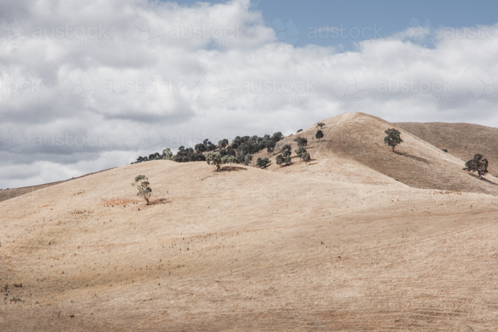 Dry rolling hills with group of trees and cloudy sky - Australian Stock Image