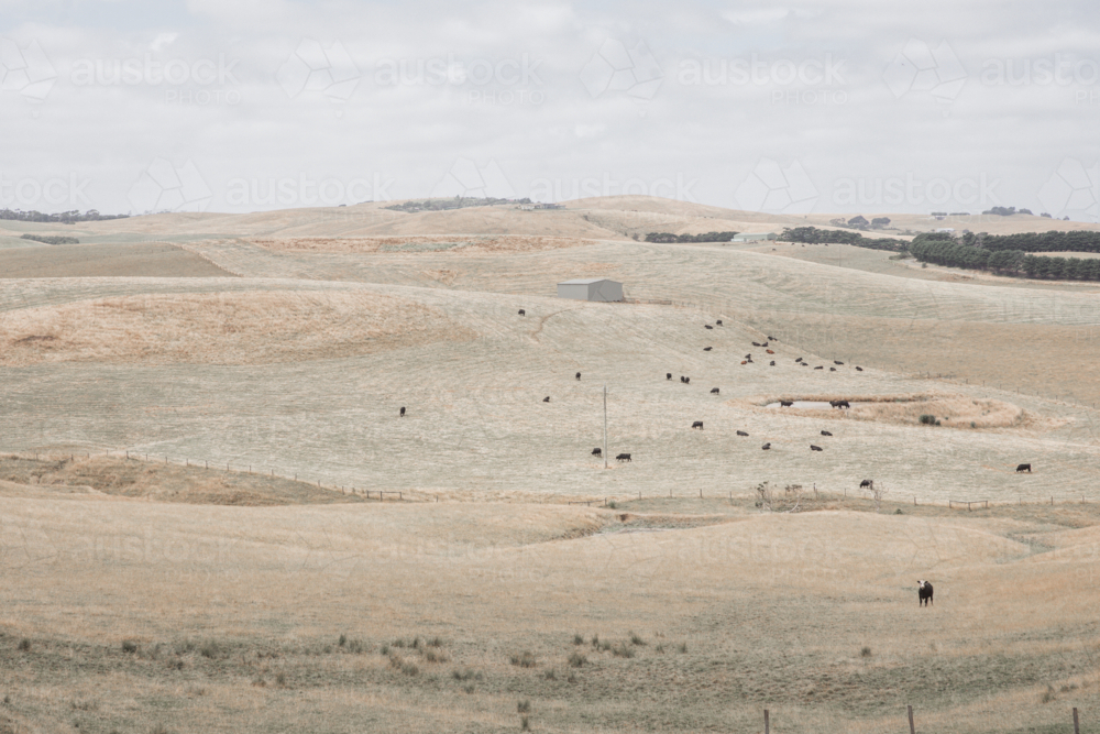 Dry, rolling hills with herd of cattle in distance - horizontal - Australian Stock Image