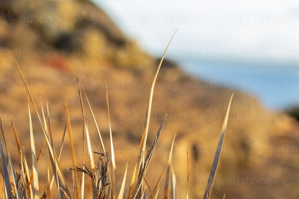 Dry spiky leaves in front of blurred seaside landscape - Australian Stock Image