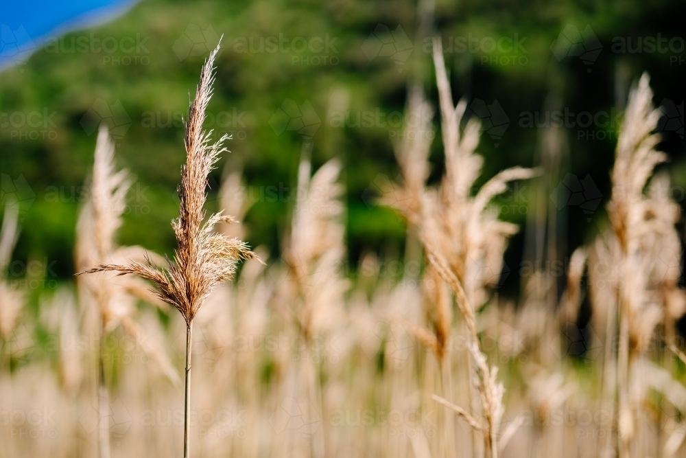 Dry tall grass with green background - Australian Stock Image