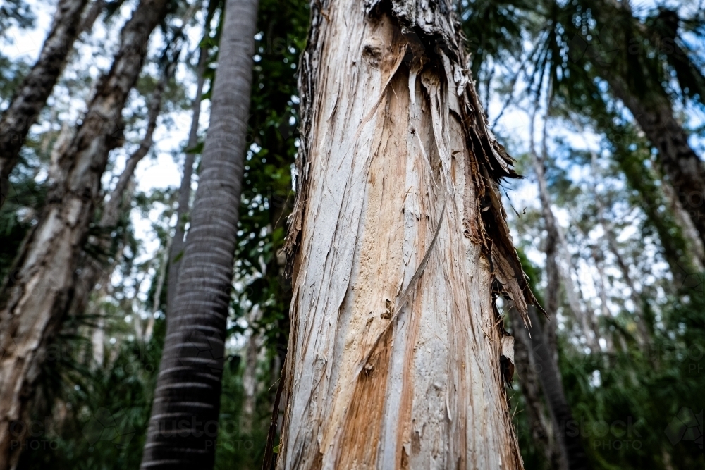 dry tree trunk in the forest - paperbark tree - Australian Stock Image