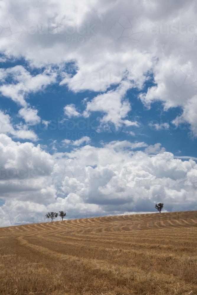Dry wheatfield after harvest with cumulus clouds - Australian Stock Image