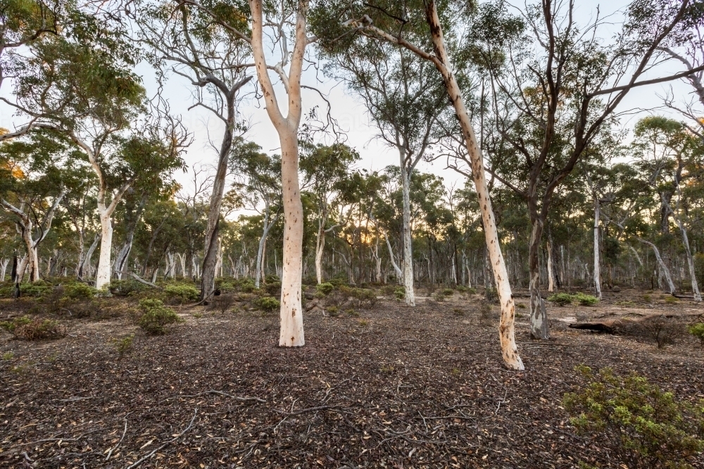 Dryandra woodland forest habitat - Australian Stock Image