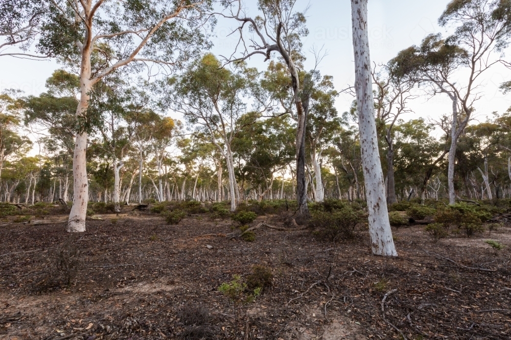Dryandra woodland forest scene - Australian Stock Image