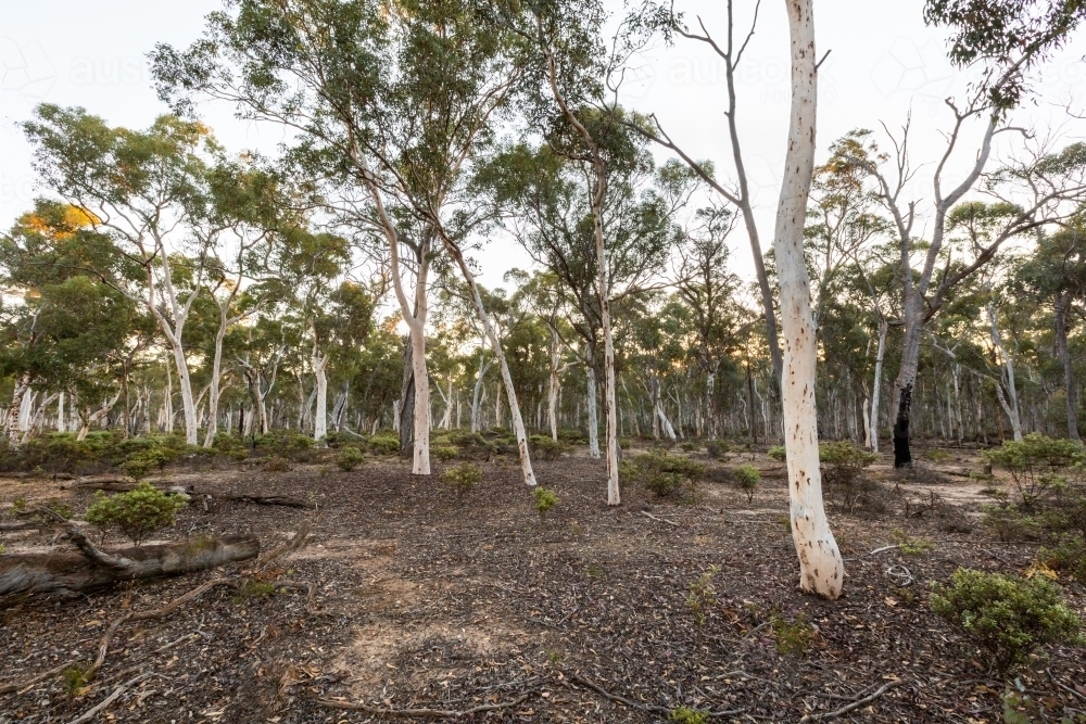Dryandra woodland with white gum trees - Australian Stock Image