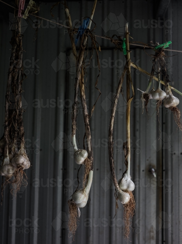 Drying garlic in a shed - Australian Stock Image