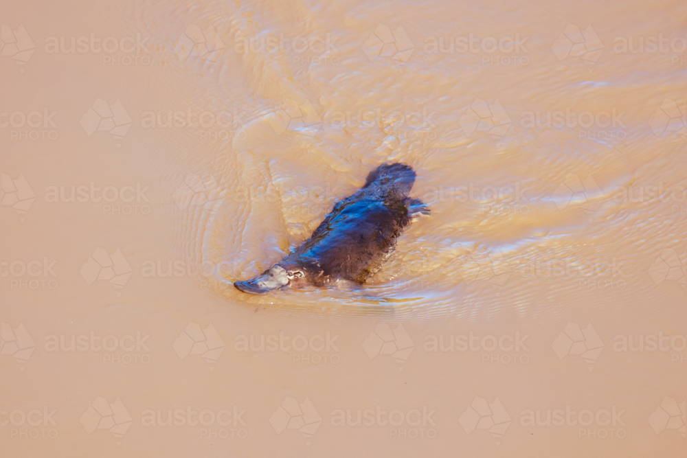 duck billed platypus in the Yarra River at Ruffy Creek in Westerfolds Park, Melbourne - Australian Stock Image