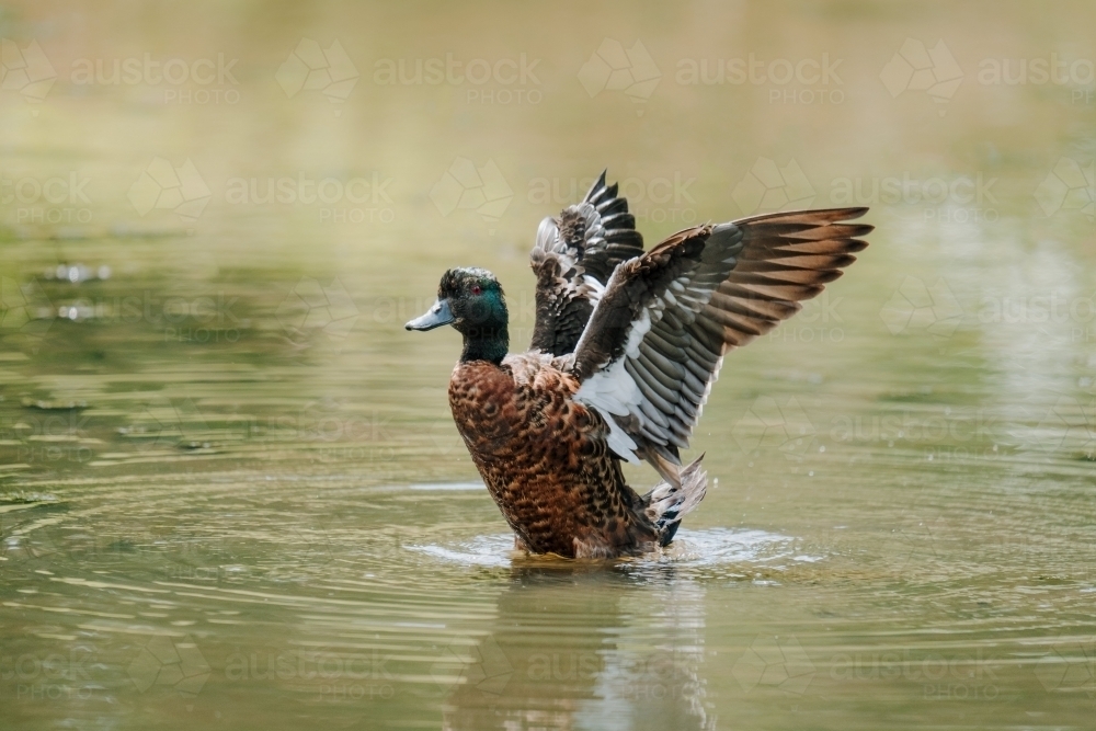 Duck flapping wings - Australian Stock Image