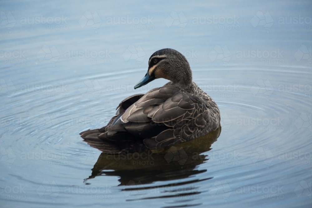 Duck on blue water with ripples - Australian Stock Image