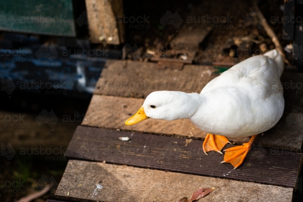 Image of duck walking down wooden ramp of house - Austockphoto