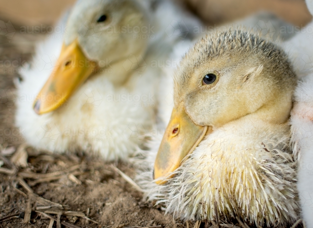 Ducklings sitting on straw - Australian Stock Image