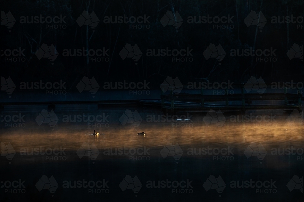 ducks in ray of early light swimming trhough misty water - Australian Stock Image