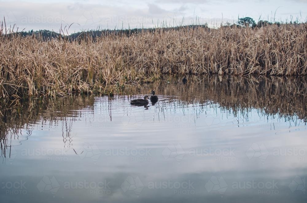 Ducks in small pond - Australian Stock Image