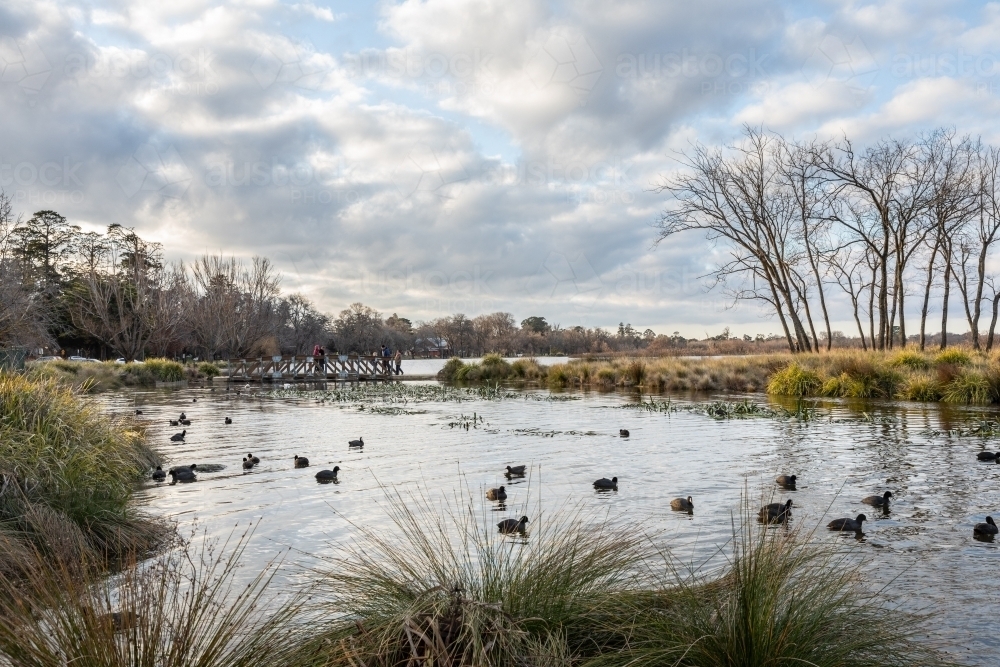 Ducks on Lake Wendouree - Australian Stock Image