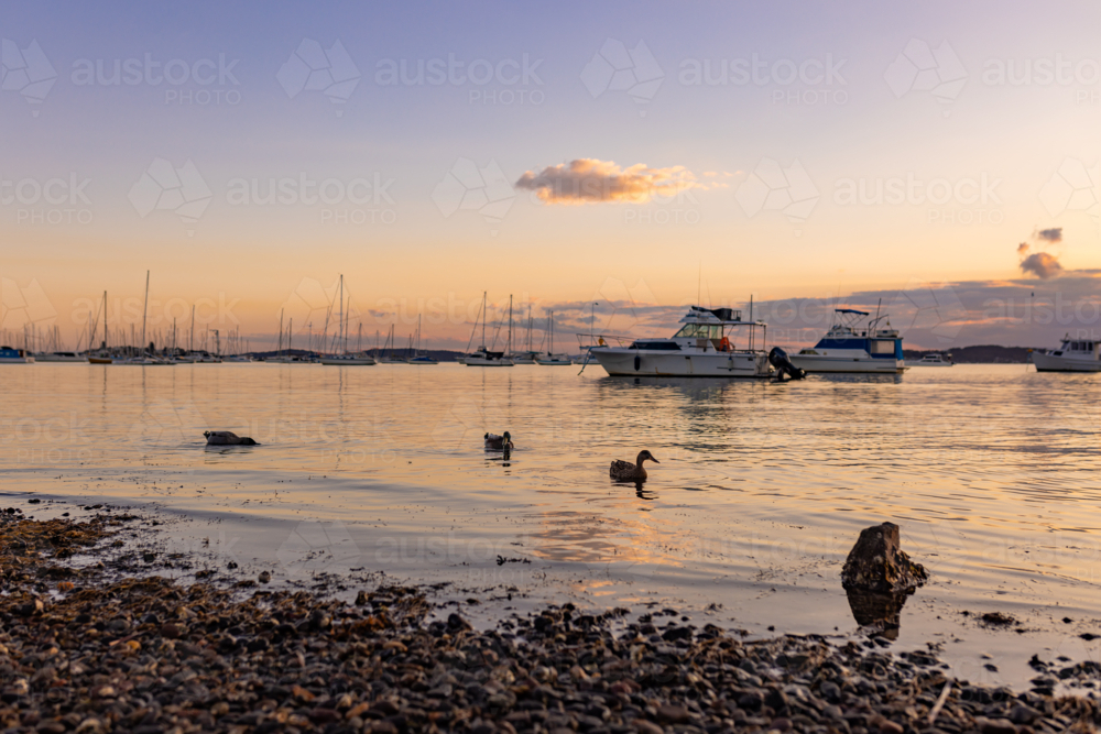 Ducks paddling across the calm water of Lake Macquarie at sunset - Australian Stock Image