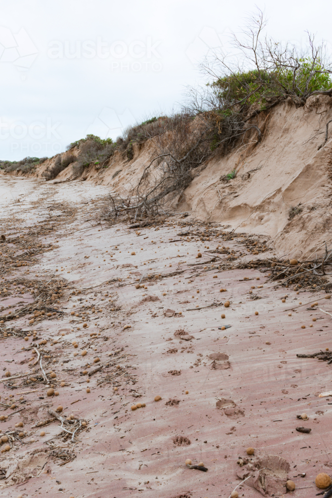 Dune erosion caused by winter swells on Australia's South Coast - Australian Stock Image
