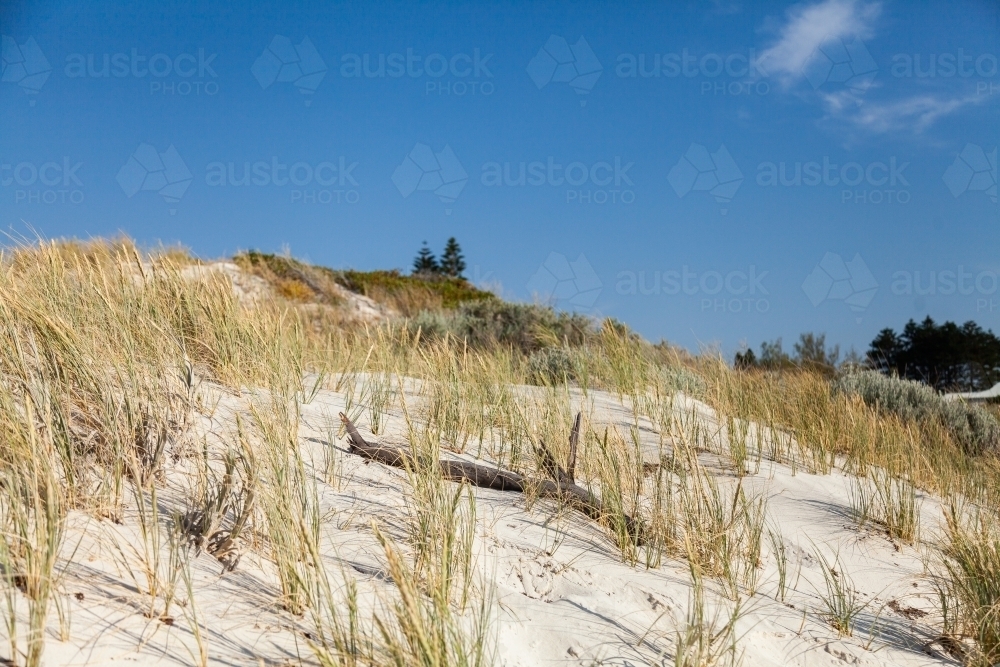 Dune grass and driftwood on the coast - Australian Stock Image
