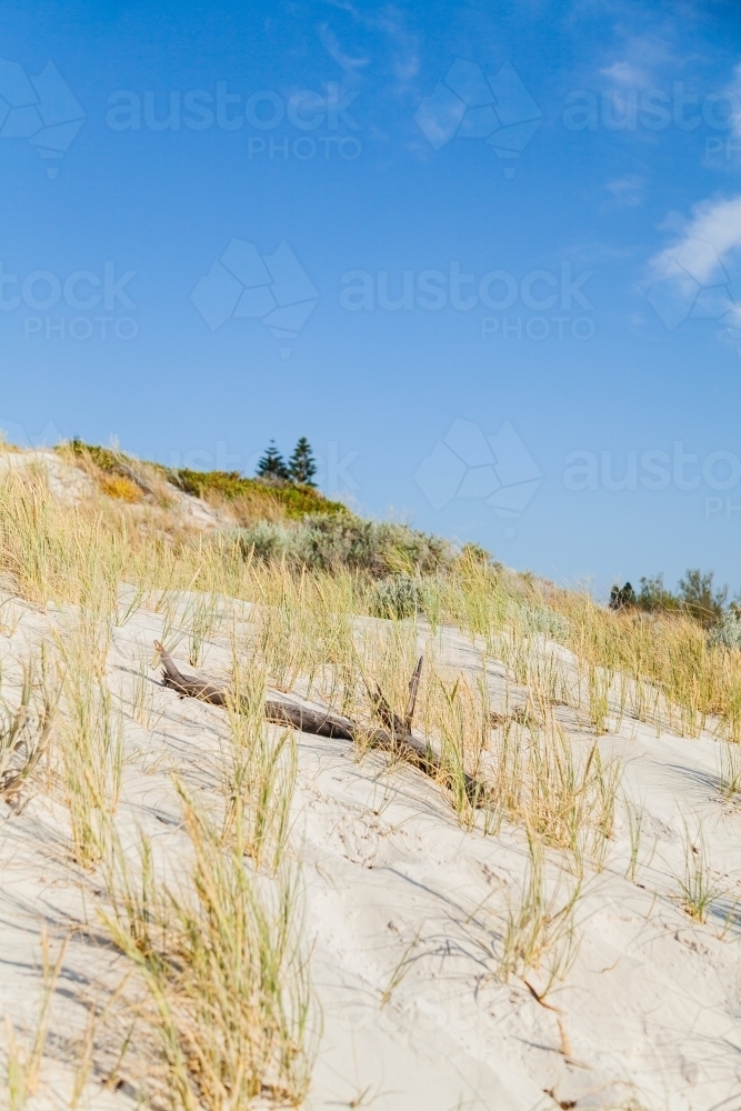 Dune grass and driftwood on the coast - Australian Stock Image