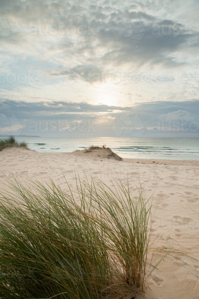 Dune grass waving in the wind on a beach at sunrise - Australian Stock Image