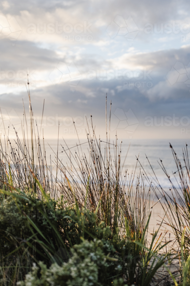 dune grasses at sunrise - Australian Stock Image