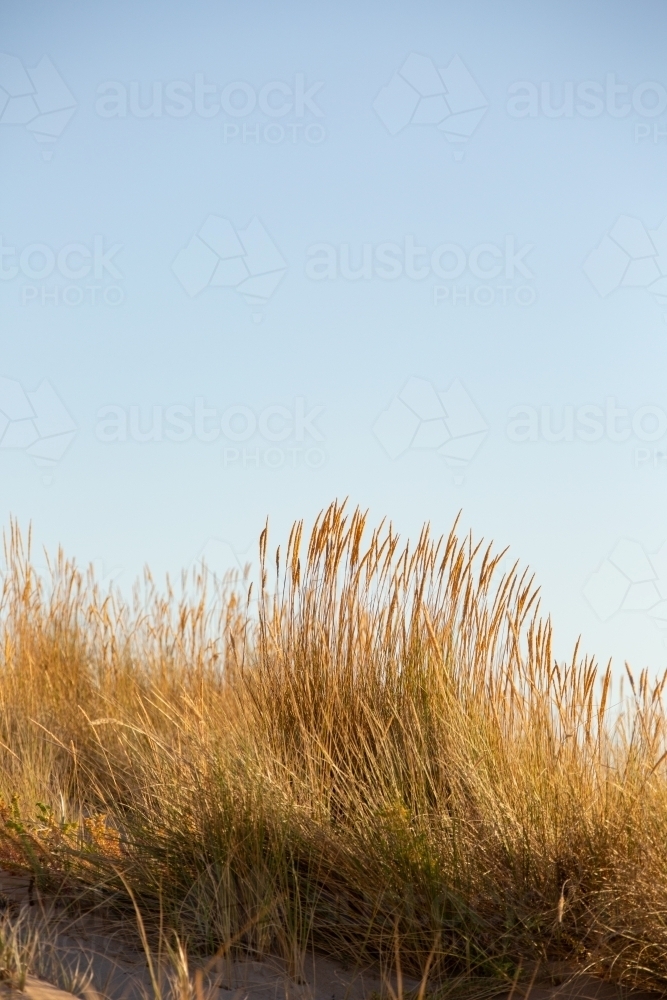 Dune grasses backed by sky - Australian Stock Image