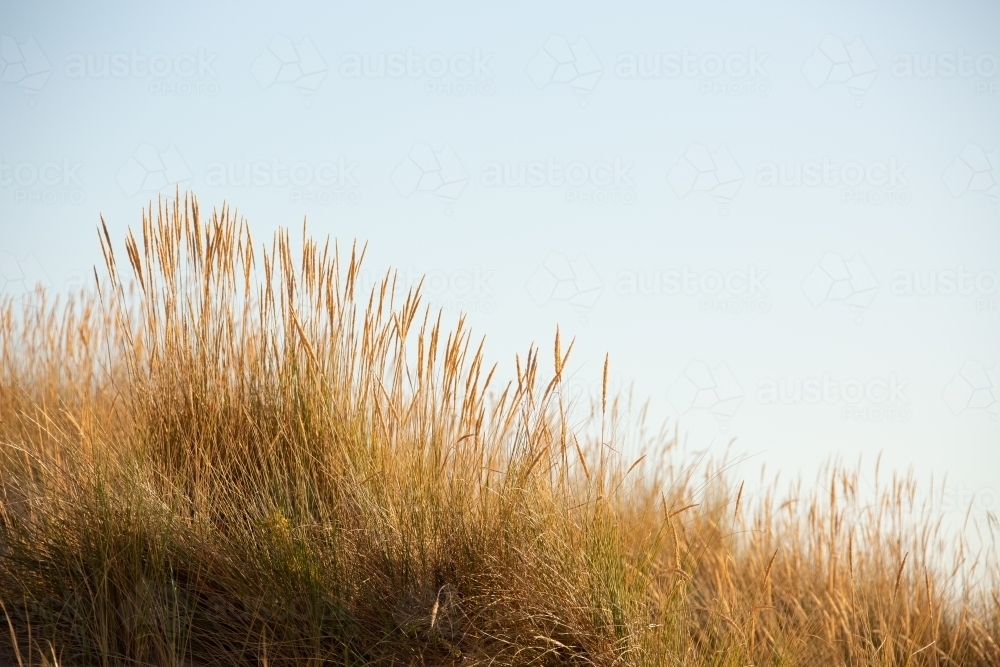 Dune grasses backed by sky - Australian Stock Image