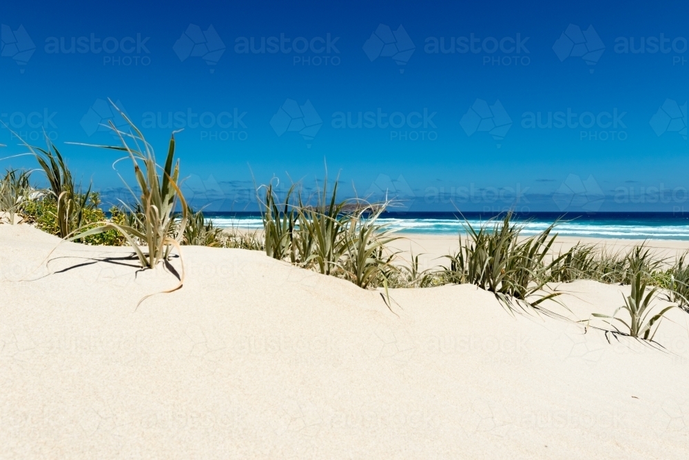 Dune vegetation looking out to sea - Australian Stock Image