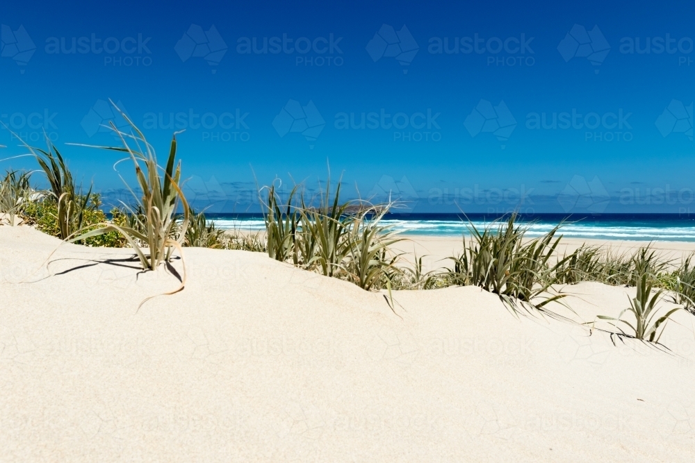 Dune vegetation looking out to sea - Australian Stock Image